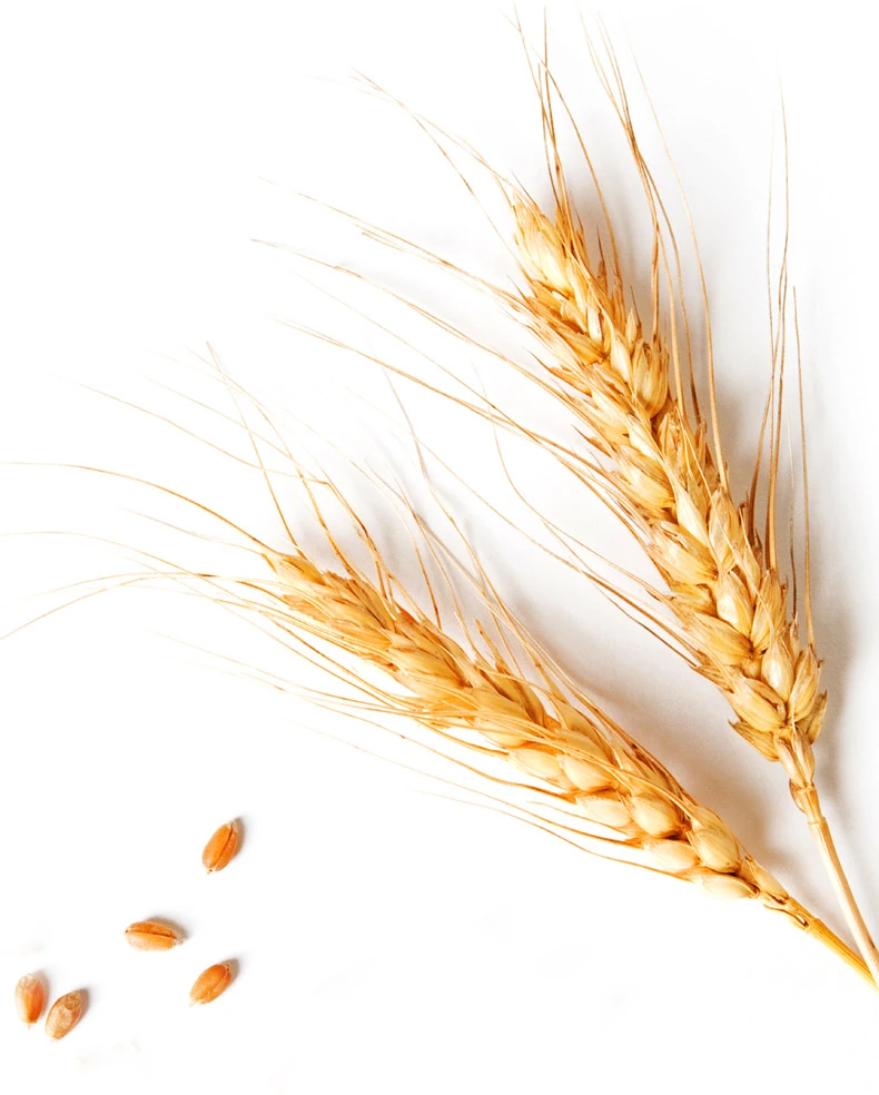 Original wheat photograph from the Goldman Group website case