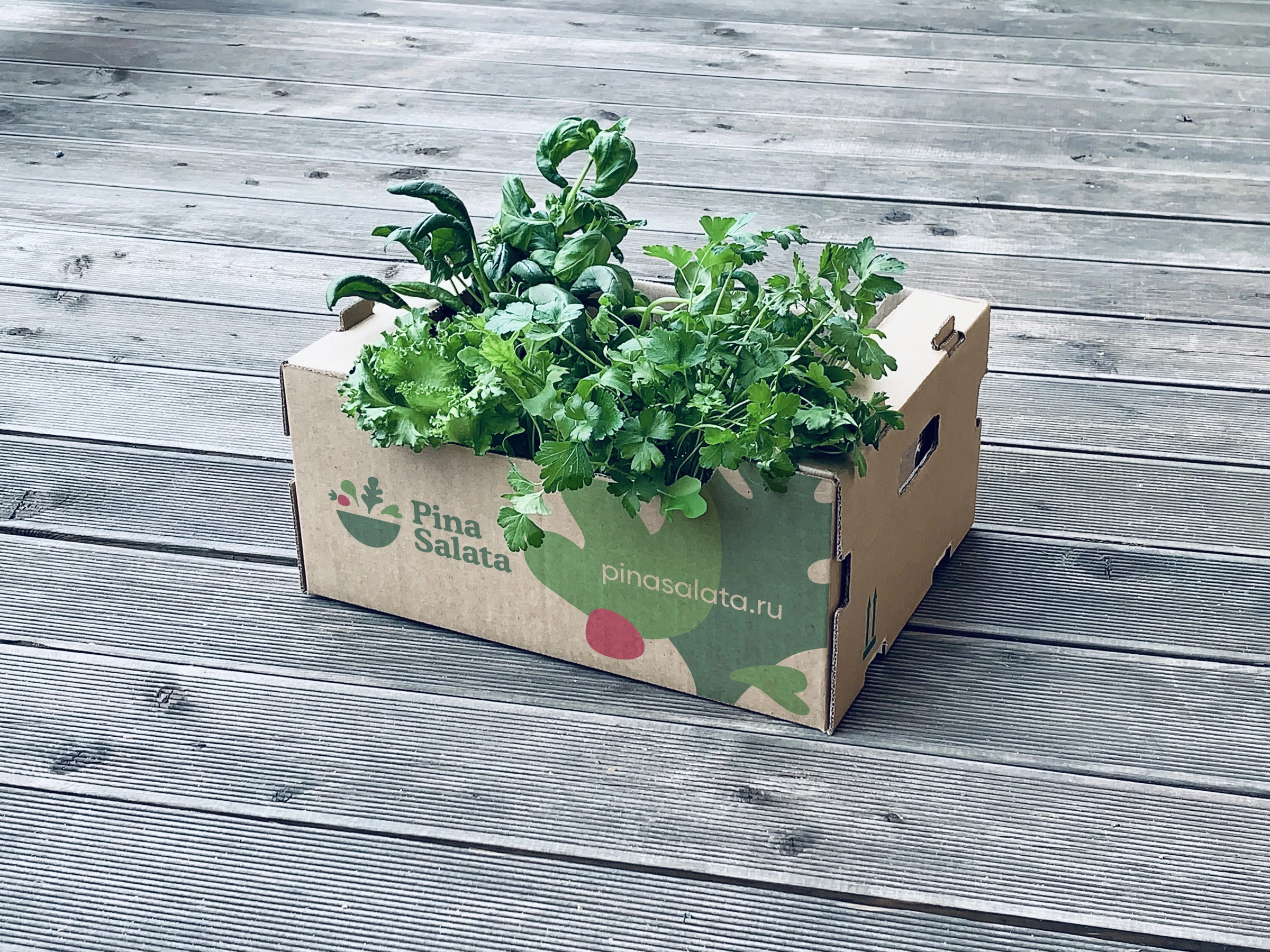 Pina Salata — crate original project artwork